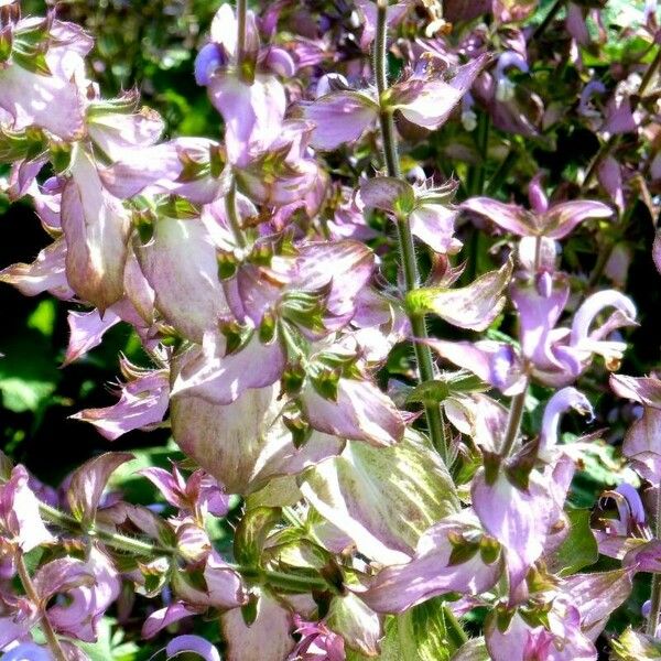 Salvia sclarea Flor