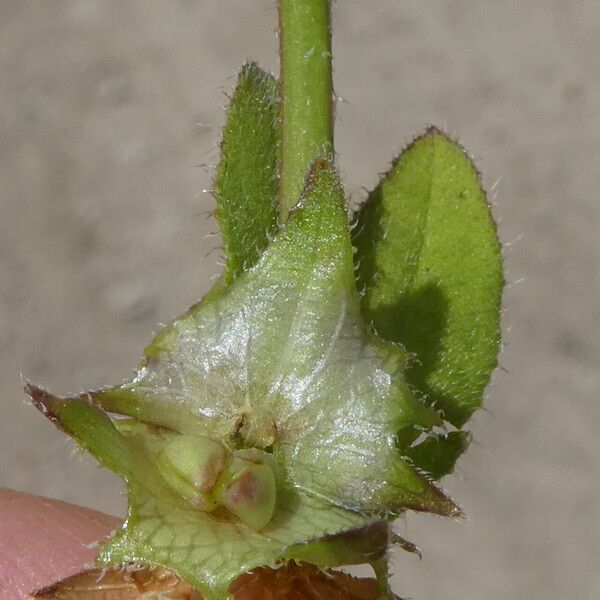 Asperugo procumbens Fruchs