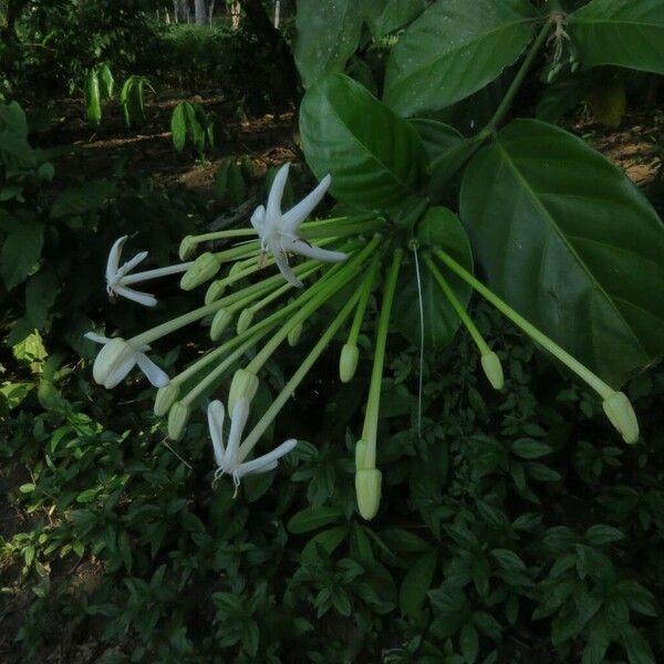 Posoqueria latifolia Žiedas