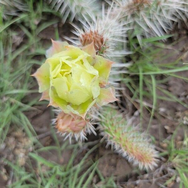 Opuntia polyacantha Blodyn