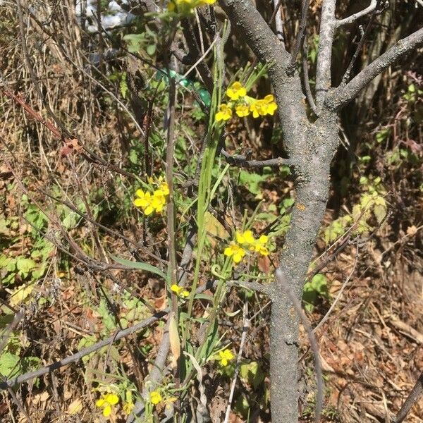 Erysimum virgatum Květ