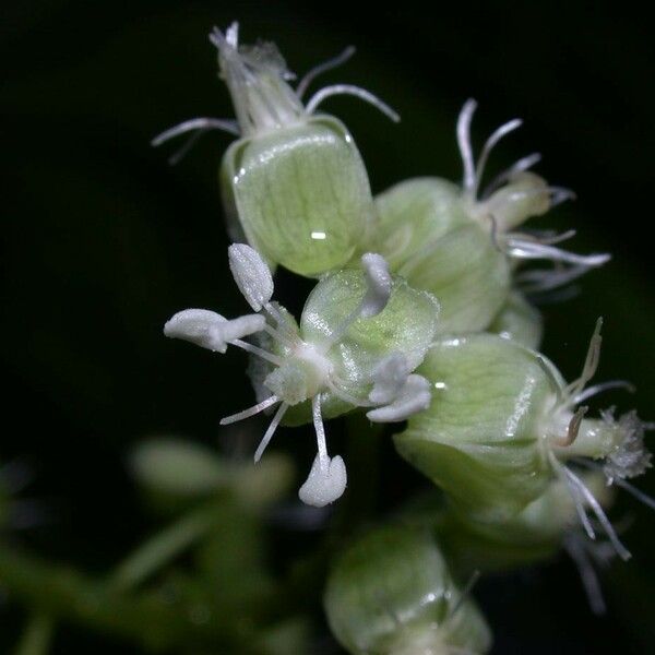 Trichostigma octandrum Kvet