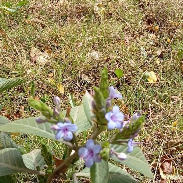 Eranthemum pulchellum Blüte