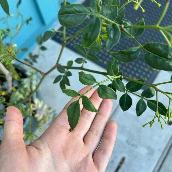 Chrysojasminum odoratissimum Lapas