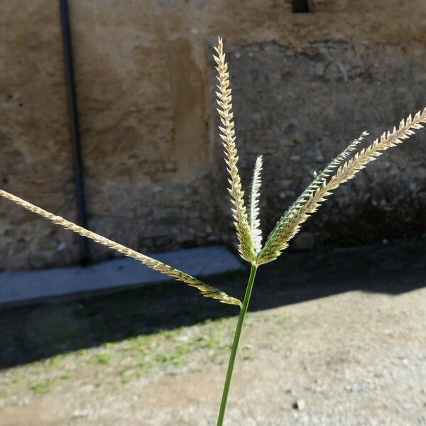 Eleusine tristachya Flower