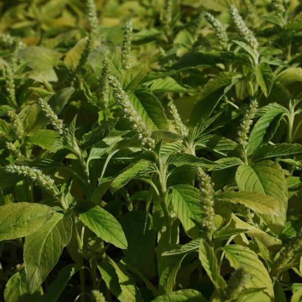 Amaranthus spinosus Цвят