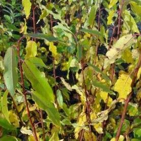 Salix barrattiana Leaf