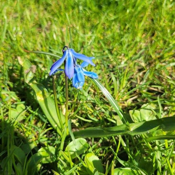 Scilla siberica Blomma