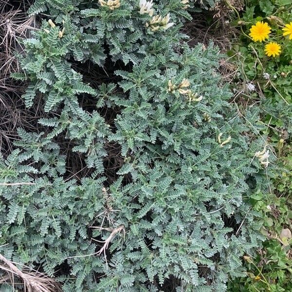 Astragalus tragacantha Flor