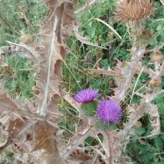 Onopordum acanthium Flor