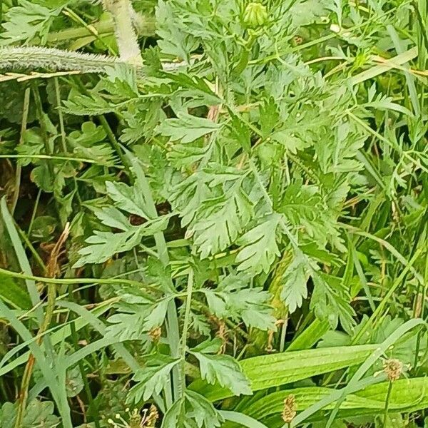 Daucus carota 葉