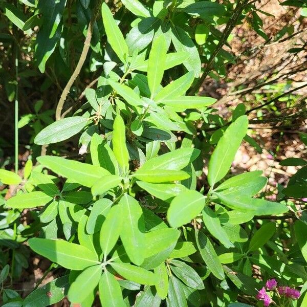 Kalmia angustifolia Blad