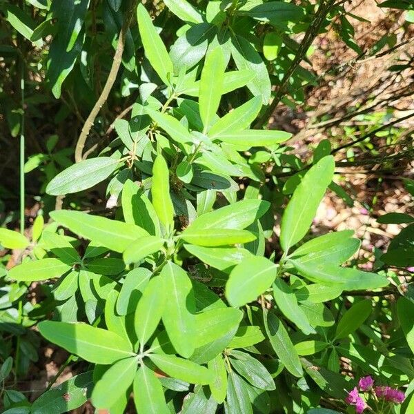 Kalmia angustifolia Leaf