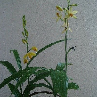 Calanthe daenikeri ᱛᱟᱦᱮᱸ