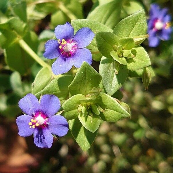 Lysimachia foemina Цвят