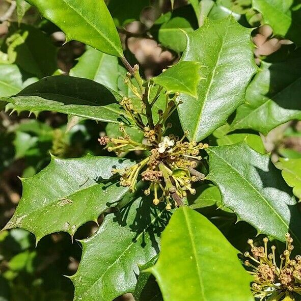 Ilex opaca Leaf