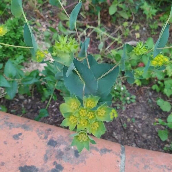 Bupleurum rotundifolium Leaf