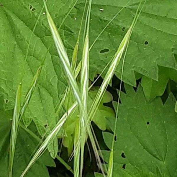 Deschampsia cespitosa Λουλούδι