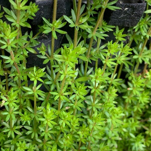 Galium parisiense Liść