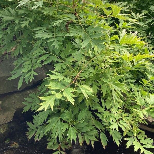 Paeonia delavayi Costuma