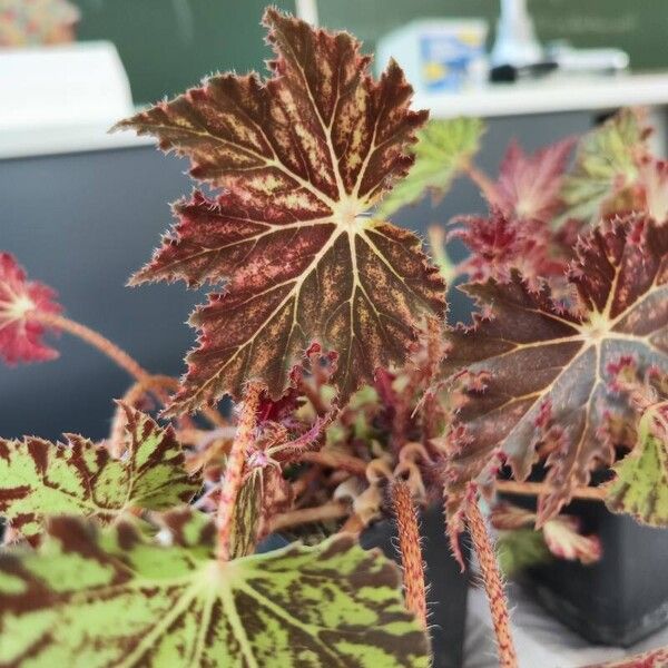 Begonia heracleifolia 叶