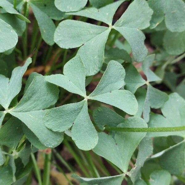 Oxalis incarnata Folio