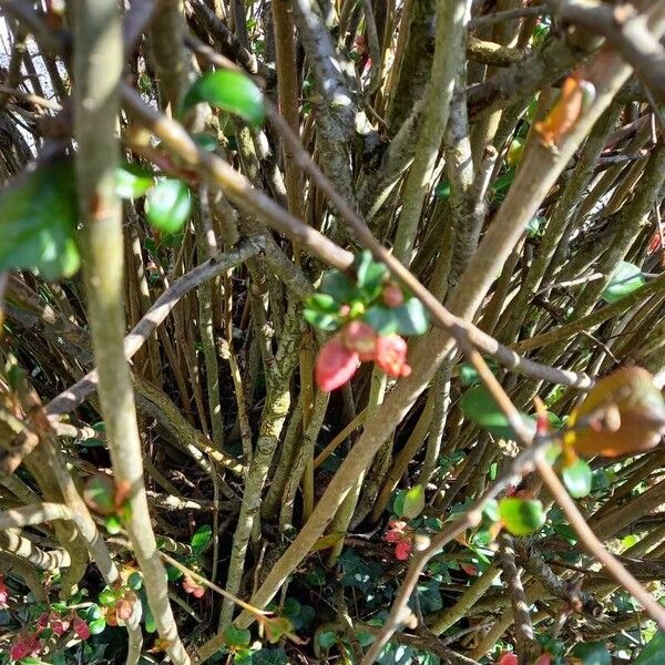 Chaenomeles speciosa Rusca