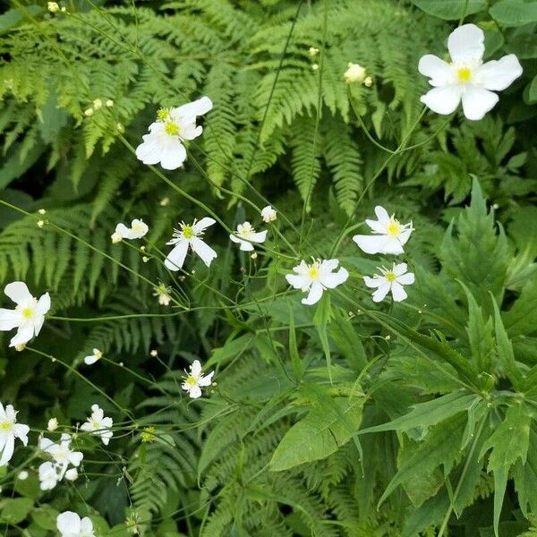 Ranunculus platanifolius പുഷ്പം