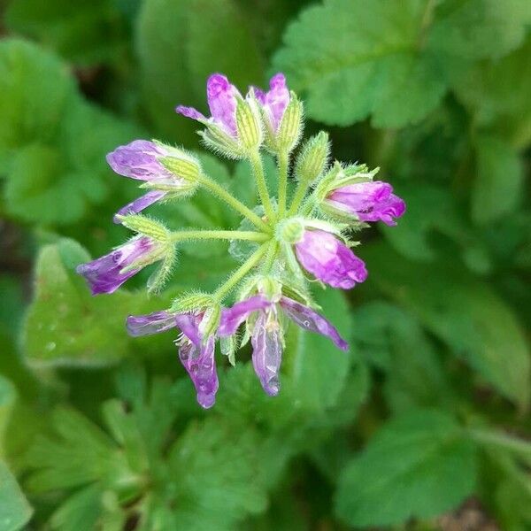 Erodium moschatum Blomst