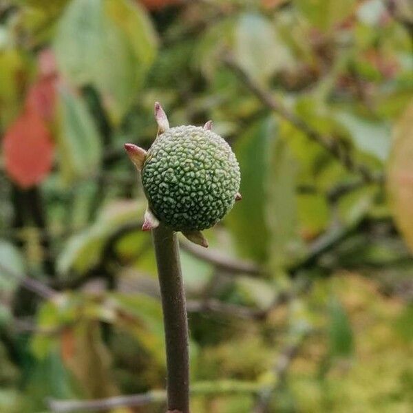 Cornus nuttallii Плід