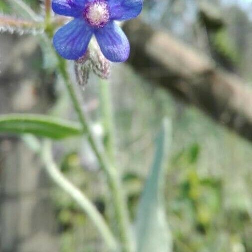 Anchusa azurea Kwiat