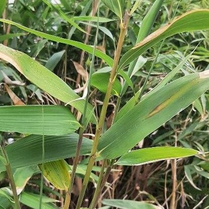 Pseudosasa japonica Hoja