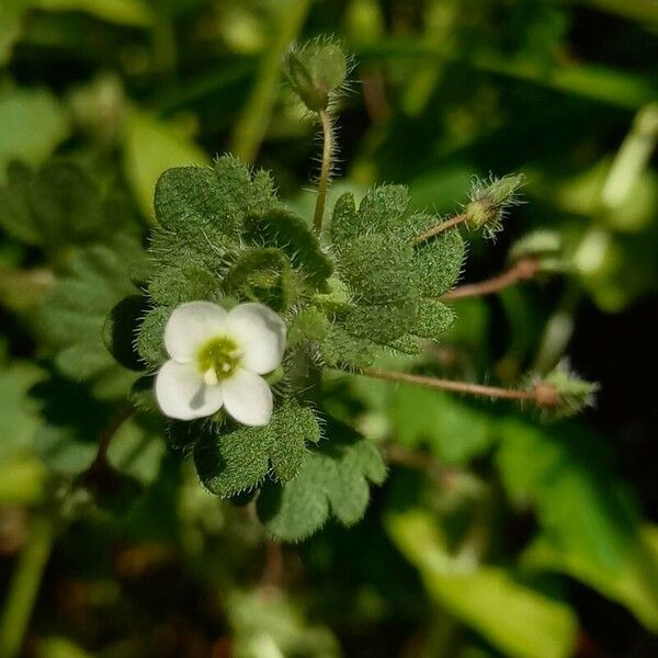 Veronica cymbalaria Flor