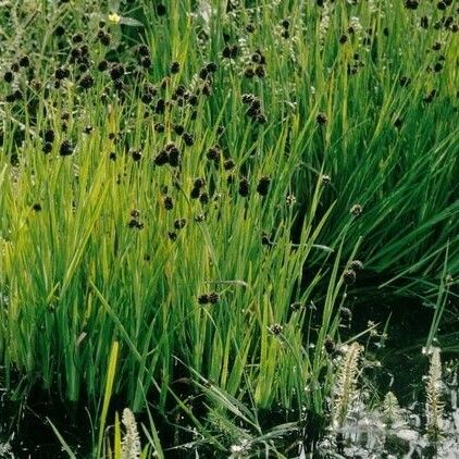 Juncus ensifolius Habitatea