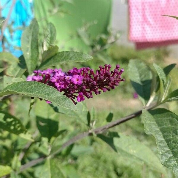 Buddleja davidii 花