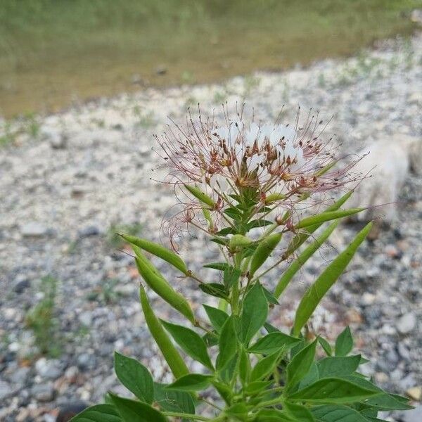 Cleome dodecandra फूल