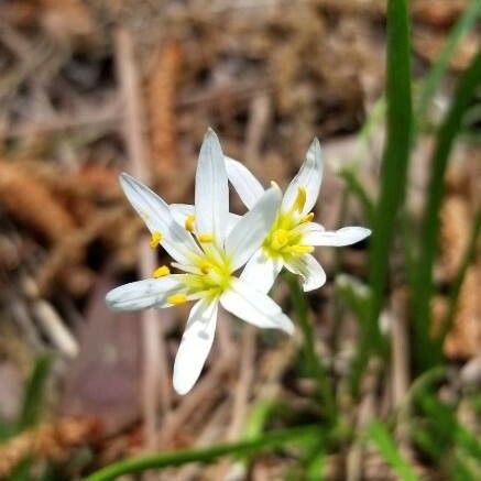 Nothoscordum bivalve Květ