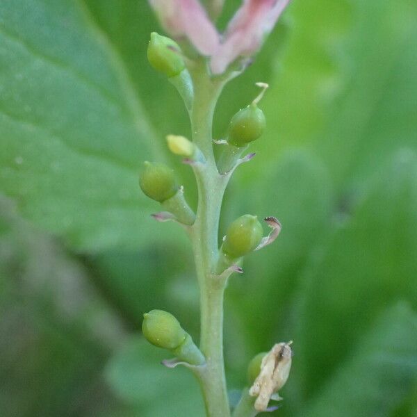 Fumaria parviflora Frutto