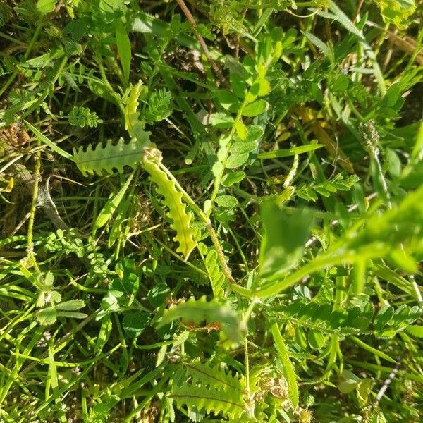 Biserrula pelecinus Leaf