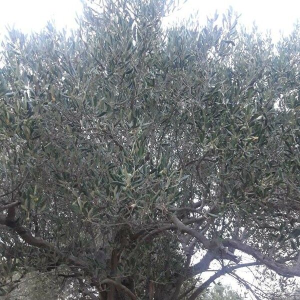 Olea europaea Leaf