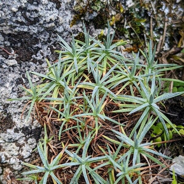 Acantholimon caryophyllaceum Feuille