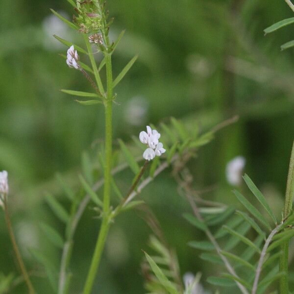 Vicia hirsuta Blüte