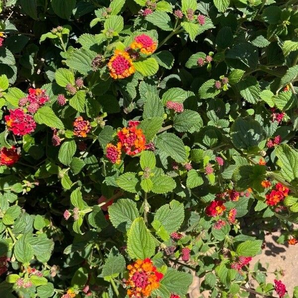 Lantana viburnoides Fleur