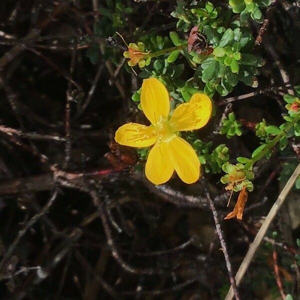 Hypericum empetrifolium 花