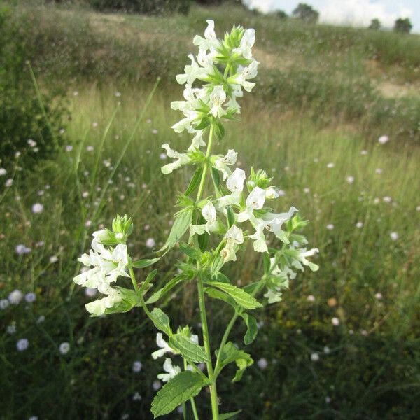 Stachys annua Flower