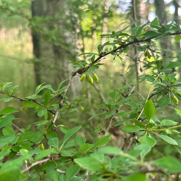 Berberis canadensis Plod