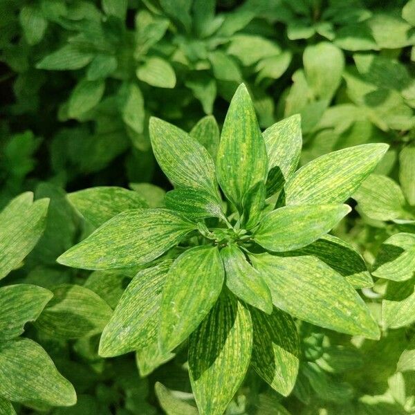 Alstroemeria psittacina List