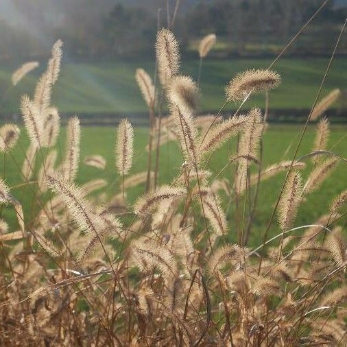 Setaria pumila 葉