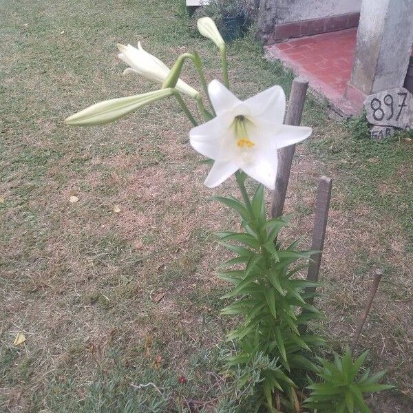 Lilium longiflorum Квітка