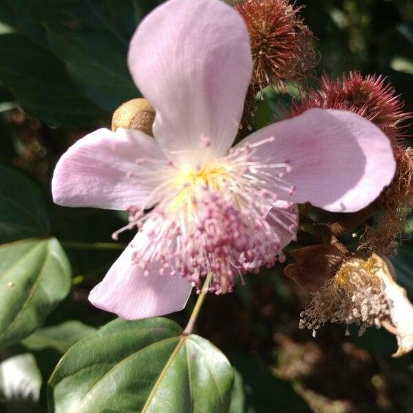 Bixa orellana Flor